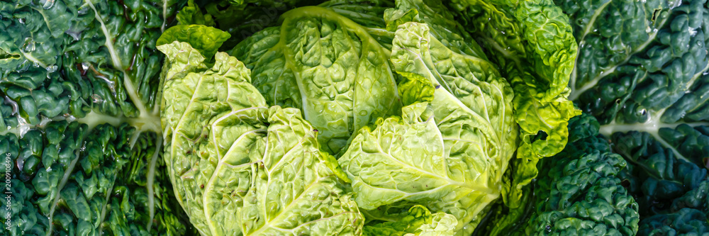 Fototapeta premium Fresh cabbage, ready for salad preparation and cooking at a local farmer's market in autumn