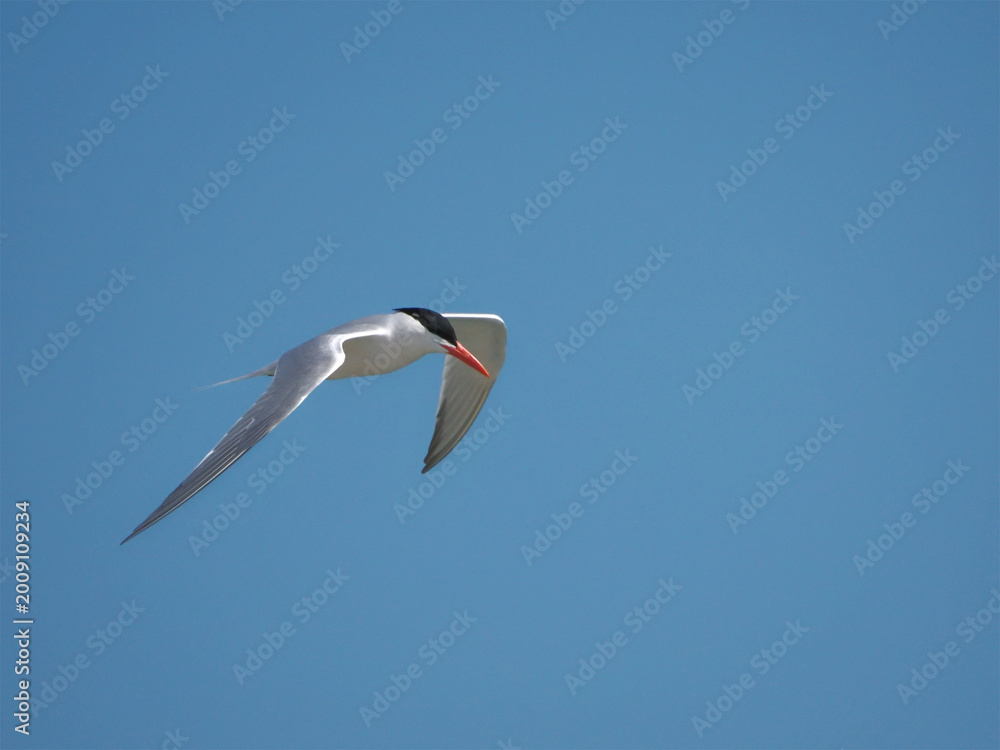 Obraz premium Elegant tern silver white shore bird inflight black cap orange bill against blue sky. 