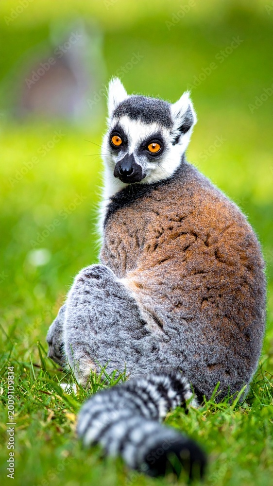 Fototapeta premium Curious Ring-tailed Lemur Sitting on Lush Green Grass and Looking Directly at Camera