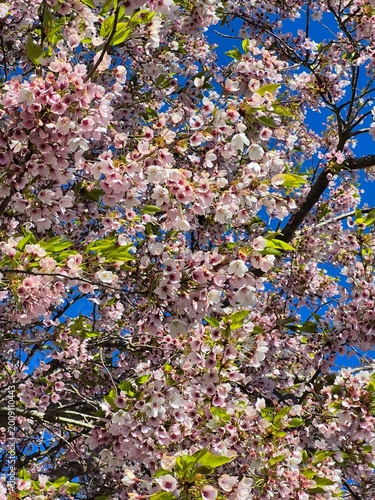 pink cherry blossom
