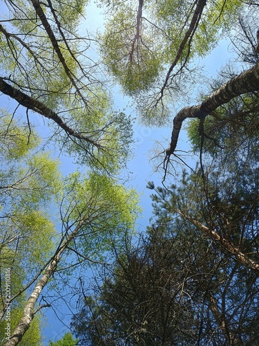 Fresh green spring tree branches against clear blue sky