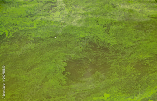 Aerial view of toxic cyanobacteria bloom polluting water surface at Nove Mlyny reservoir, South Moravia, Czech Republic, showing environmental damage and water contamination.
