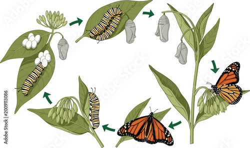 Monarch Butterfly Complete Life Cycle on Milkweed Plant Egg Caterpillar Chrysalis Adult Vector Illustration