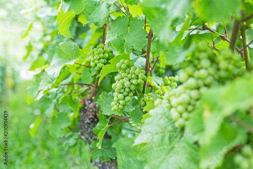 Fotografie Green grapes grow on vines in a vineyard during the summer in a rural area