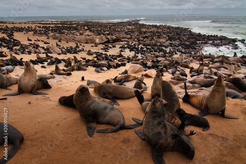 фотографія Massive colony of Cape Fur Seals on the coast of Namibia, Cape Cross