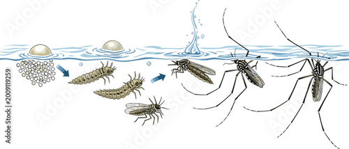 Canvastavla Mosquito Life Cycle Stages From Egg Larva Pupa to Adult Insect Water Vector Illu