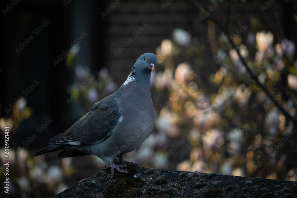 Obraz premium inquisitive pigeon 