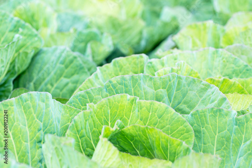 Фотография Fresh cabbage leaves growing in a field during daytime, showing healthy green sh