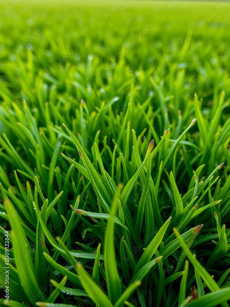 Fototapeta premium Green turf, dewy blades, stadium grass, pristine field, outdoor, pristine