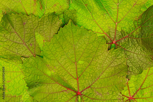 Bild auf Leinwand Leaves of grapevines are arranged closely together showing their green colors an