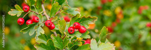 Fotografía Hawthorn berries grow on a branch near flowers in a park during late summer