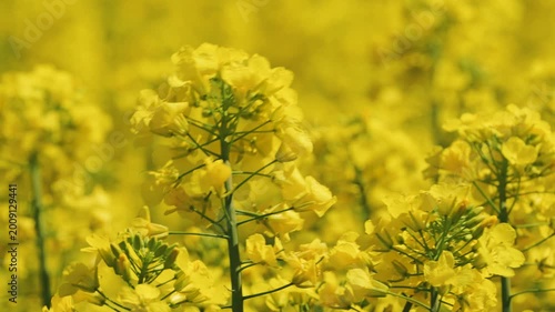 A macro of blooming rapeseed. Bright yellow petals stand out against soft backdrop of a farm field. Sunny daylight highlights flower's details. The breeze sways the flowers. A natural and fresh look
