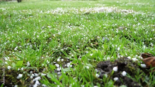 Heavy hailstones falling on green grass during a severe summer storm in close-up view.