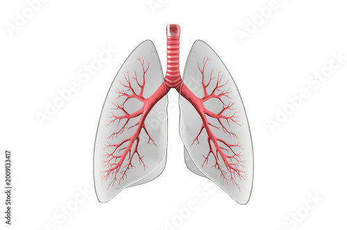 Human lungs anatomy respiratory system with transparent background