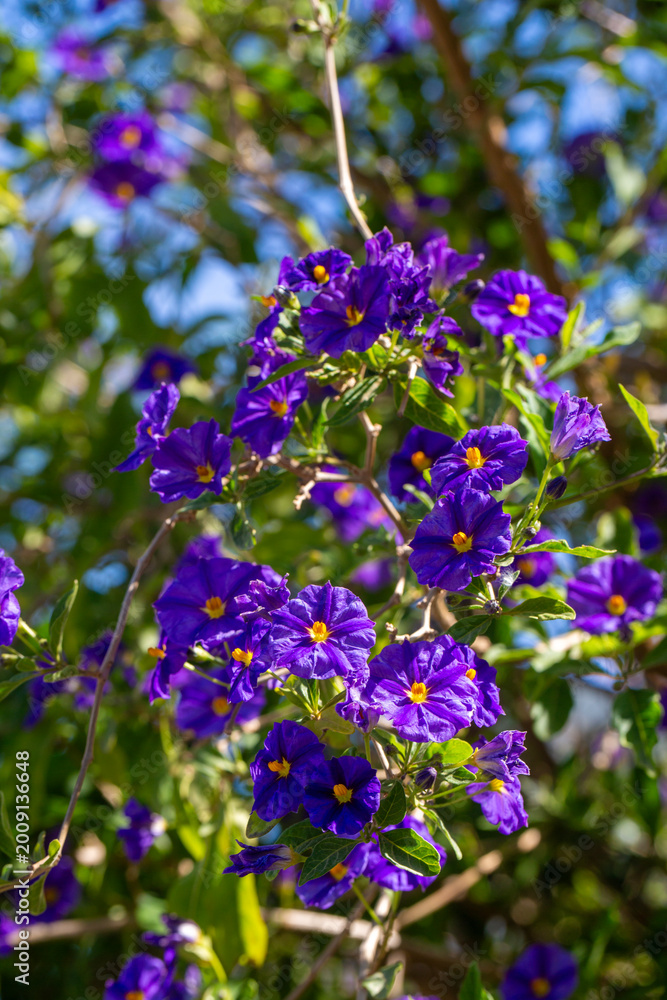 Fototapeta premium Massive Field of Blue Potato Bush Lycianthes Rantonnetii Flowers in Spring