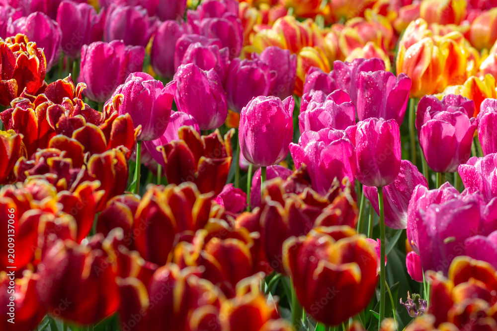 Obraz premium red and yellow tulips
