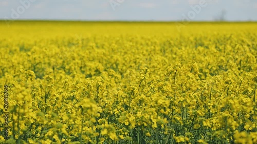 Vast field of bright yellow rapeseed flowers blooming under a pale blue sky. Selective focus highlights blossoms in foreground creating a beautiful soft background
