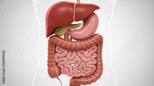 Detailed illustration of human digestive system anatomy