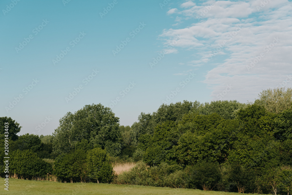 Obraz premium Dense green woodland stretches across open grassland in the Serbian countryside. Useful for rural tourism, ecology, natural background and environmental concepts.