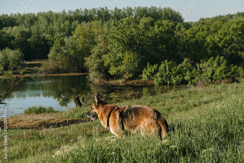 Принти на полотні German Shepherd stands in tall grass overlooking a calm riverside landscape