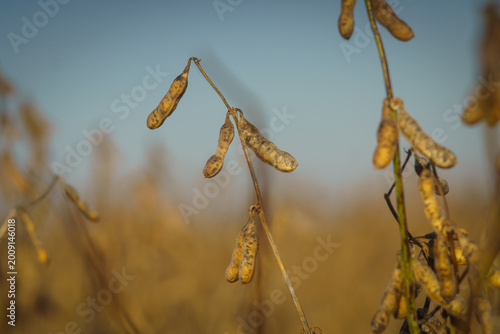 Close-up of soybean pods in a cultivated field.