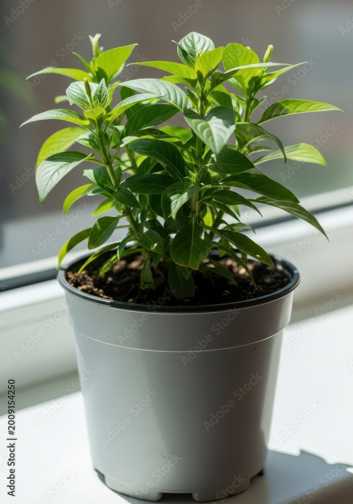 Fototapeta premium Potted houseplant with vibrant green leaves sits on a sunny windowsill.