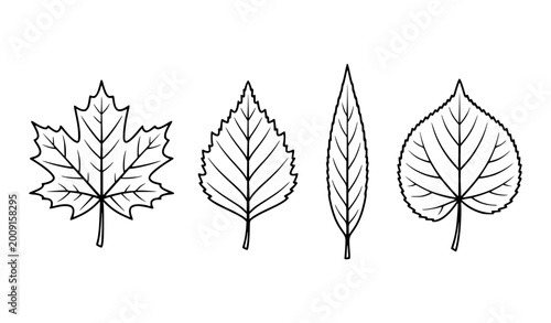 Foto Minimalist botanical leaves vector illustration set clean black and white outlin