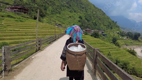 Asia, Vietnam, Sapa, . Hmong, Tay, and Yao people ,ethnic group, tribe , ethnic minorities of Sapa. Terraced rice fields - Rice harvest in September, with separation of the grains and sun drying. 