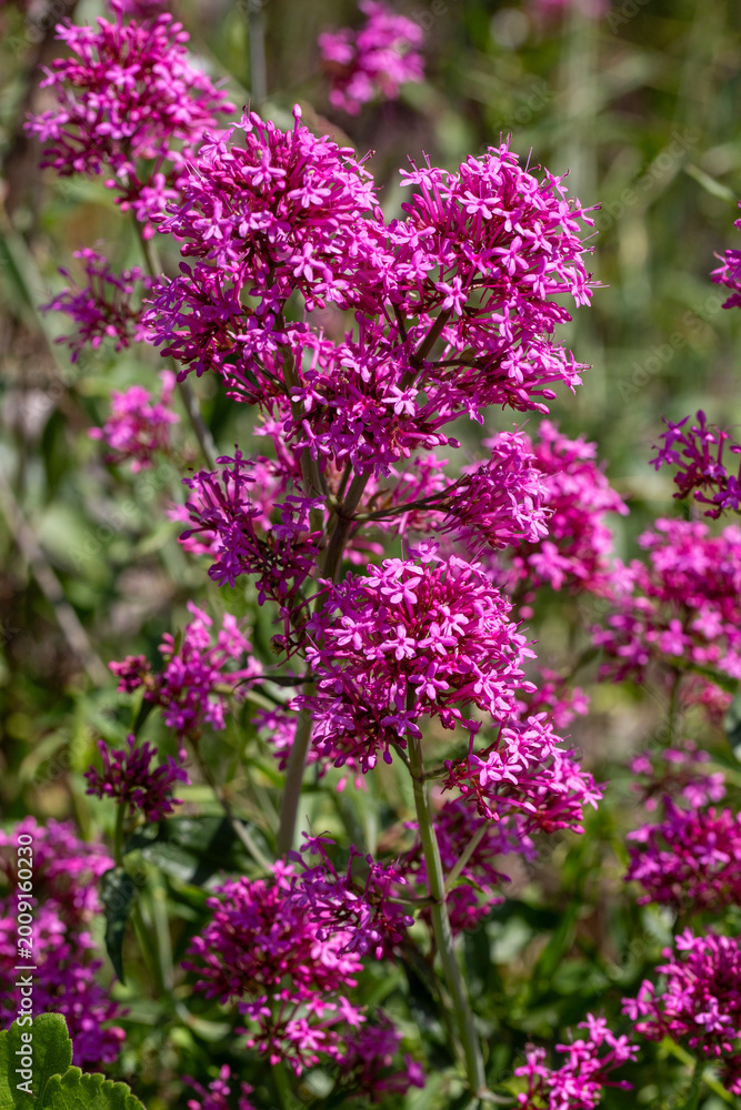 Obraz premium Close-up of vibrant pink Red Valerian (Centranthus ruber) flowers blooming in the wild