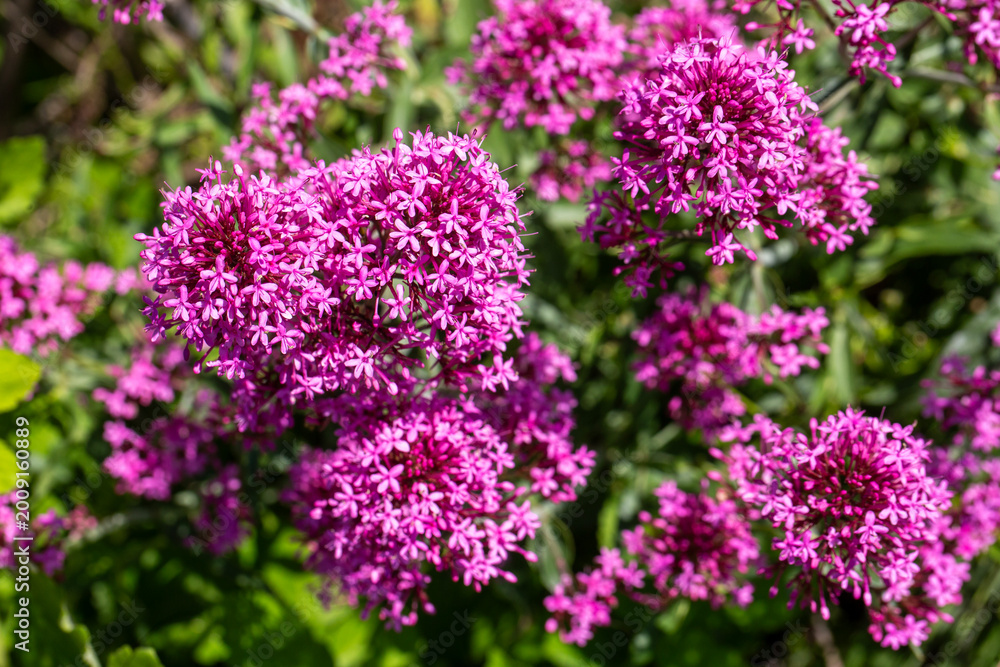 Obraz premium Close-up of vibrant pink Red Valerian (Centranthus ruber) flowers blooming in the wild