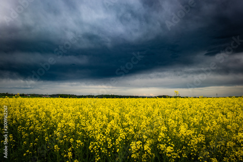 Dunkle Wolken über einem Rapsfeld