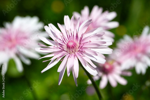 Close-up of delicate Pink H...