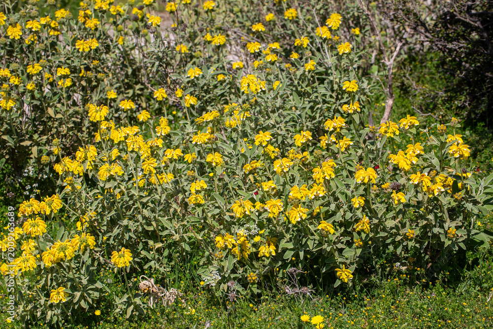 Obraz premium Yellow Jerusalem Sage (Phlomis fruticosa) flowers blooming on a wild bush in the Mediterranean sunlight