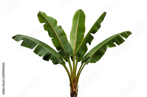 Banana plant with large green leaves on transparent background