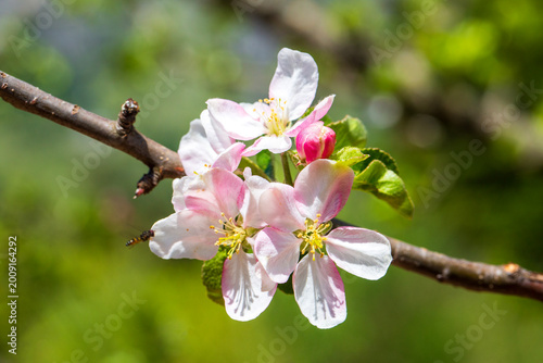 Beautiful pink and white ap...