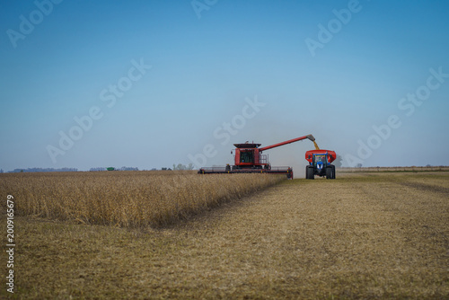 A combine harvester dumps grain onto a trailer during the soybean harvest