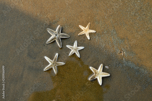 Photography Many starfish on beach sand