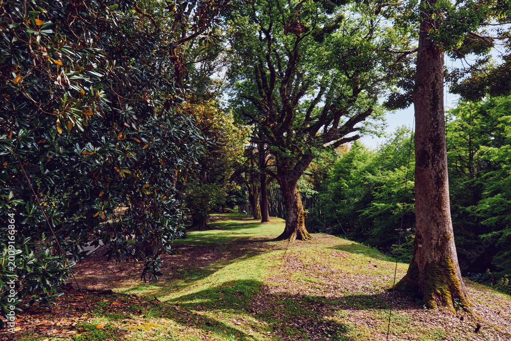 Fototapeta premium Trees in a peaceful park with a sunlit path and green grass, moss-covered trunks and dappled sunlight creating long shadows among mature oaks and leafy understory for nature walk.