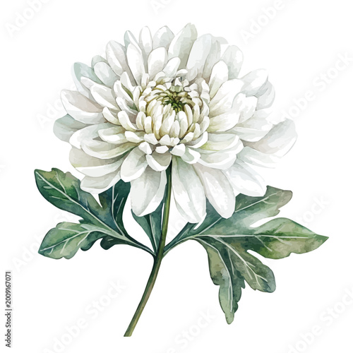 Fotografie Chrysanthemum, watercolor illustration featuring soft shadows and luminous, isolated on a white background
