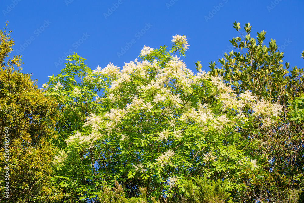 Fototapeta premium Blooming Manna Ash tree (Fraxinus ornus) with white flowers against a clear blue sky