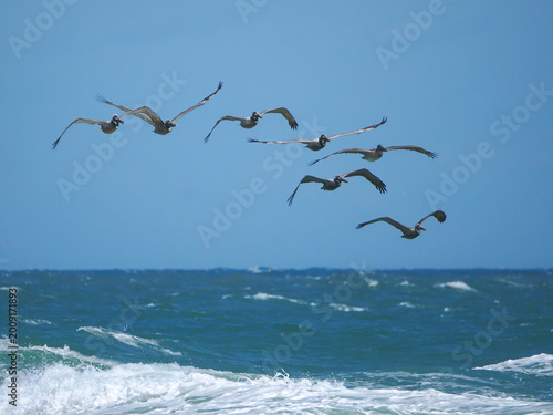 Foto Flock of brown pelicans flying in formation over outer banks surf off Ocracoke Island, NC