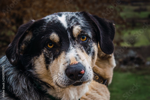 Foto Cute mixed breed dog portrait with expressive eyes in natural outdoor setting