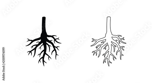 Foto Root systems illustration a comparative study of plant root structures and morph