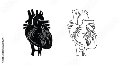 Photos Detailed anatomical illustration of the human heart with vessels and chambers