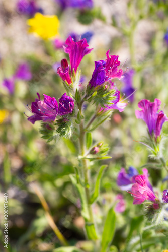 Close-up of vibrant purple Echium plantagineum (Purple Viper's Bugloss) flowers in the wild