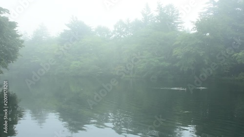 長野県軽井沢町の雲場池、夏の早朝に朝霧が立ちこめる静かな水辺と森の自然風景
