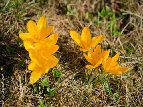 Blooming yellow crocus