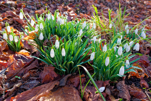 Blooming snowdrop flower