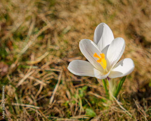 White crocus flower