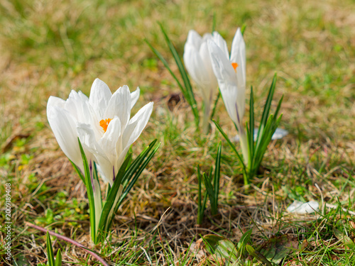 White crocus flower
